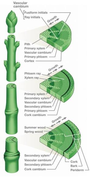 Cross Section of a stem. Used with courtesy of Wikimedia Commons.