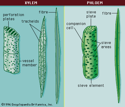 Xylem and Phloem. Used with courtesy to Britannica Online Encyclopedia.