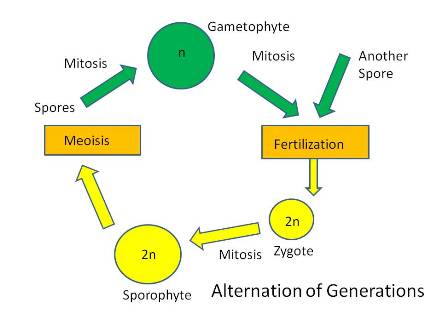 Alternation of Generations Diagram: Modified from Gallant's Biology Stuff