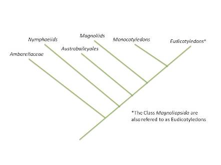 Phylogenetic Tree: Modified from Pineywoods Plants Digital Gallery