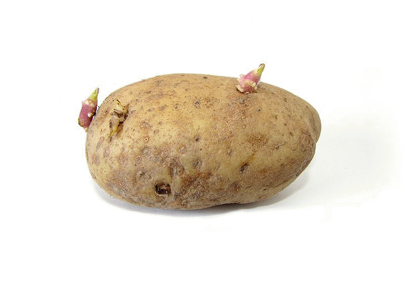 File:Potato with sprouts.jpg