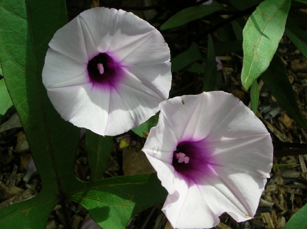 Image of sweet potato flowers from Forrest and Kim Starr