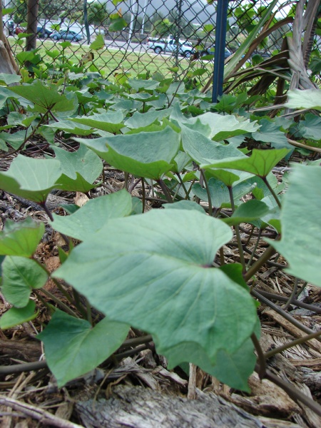 Image of sweet potato plant from Forrest and Kim Starr