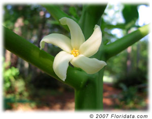 Papapya flower.  Site of pollination.