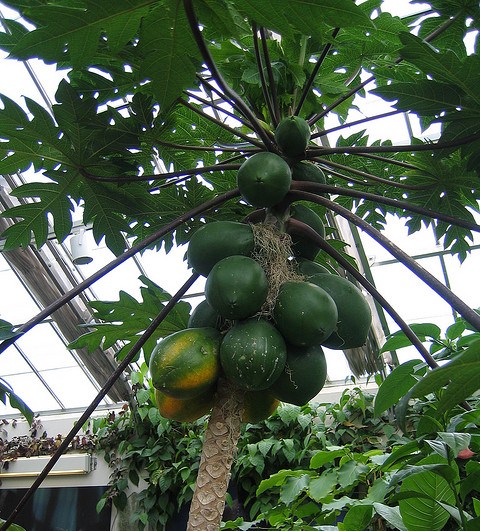 This is a picture of a papaya tree growing in a green house. 
