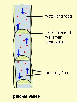 general diagram of phloem