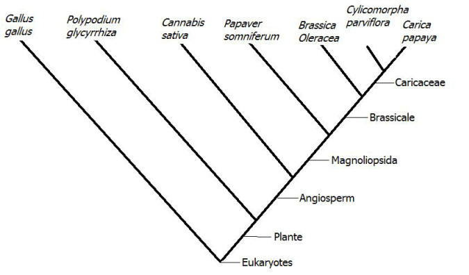 Phylogenetic Tree.  Image: Theresa Klees
