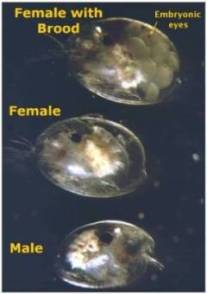  This photo shows the morphological differences between a female with a brood, a female without a brood and a male; Used with permission from Jim Morin