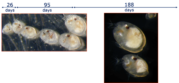  The life span of Photeros annecohenae, showing juvinilie stages and the adult stage; Used with permission from Gretchen Gerrish