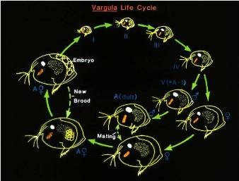  The life cycle of an ostracod in the genus Vargula (now Photeros); Used with permission from Jim Morin