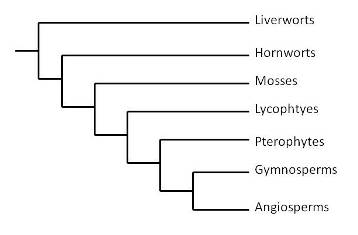 General phylogenic tree