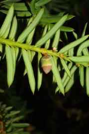 female cone developing