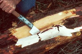 stripping the bark