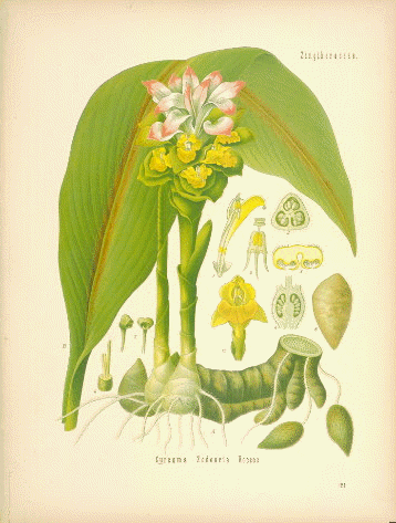 Zingiberaceae (ginger family)