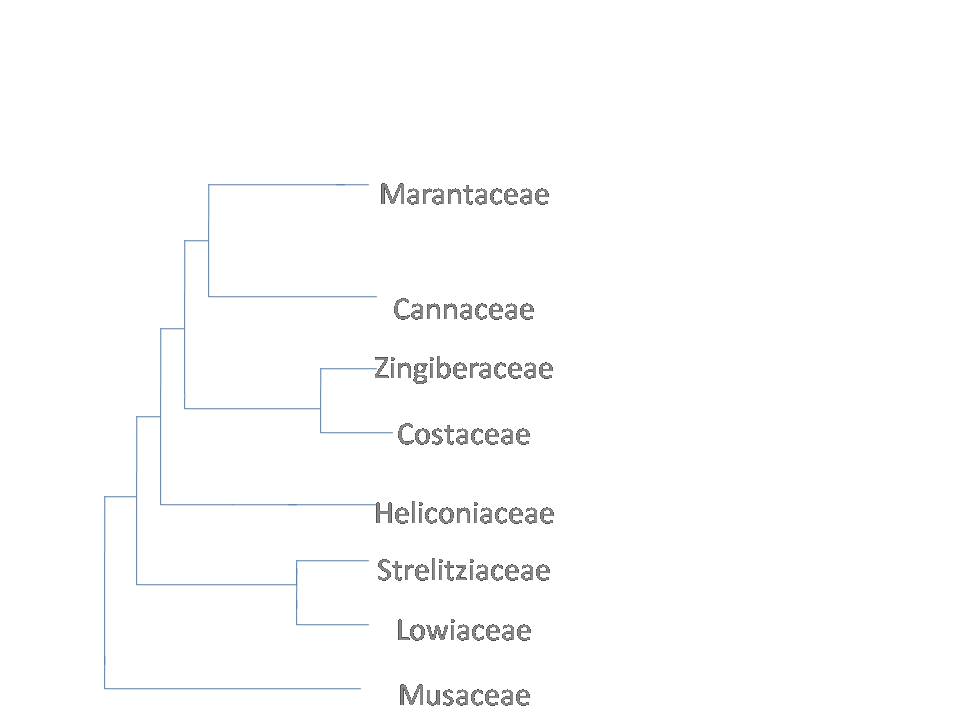 Zingiberales Cladistic Tree 