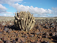 Hoodia gordonii in its natural environment. There is not a lot of water available.