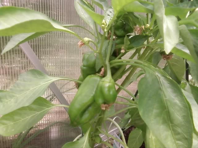 Hot pepper plant in the process of forming the hot peppers