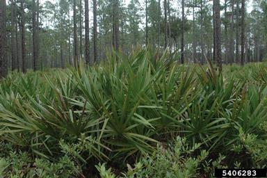 Saw Palmetto with Canopy Above