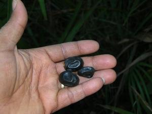 Black Fruit of Saw Palmetto