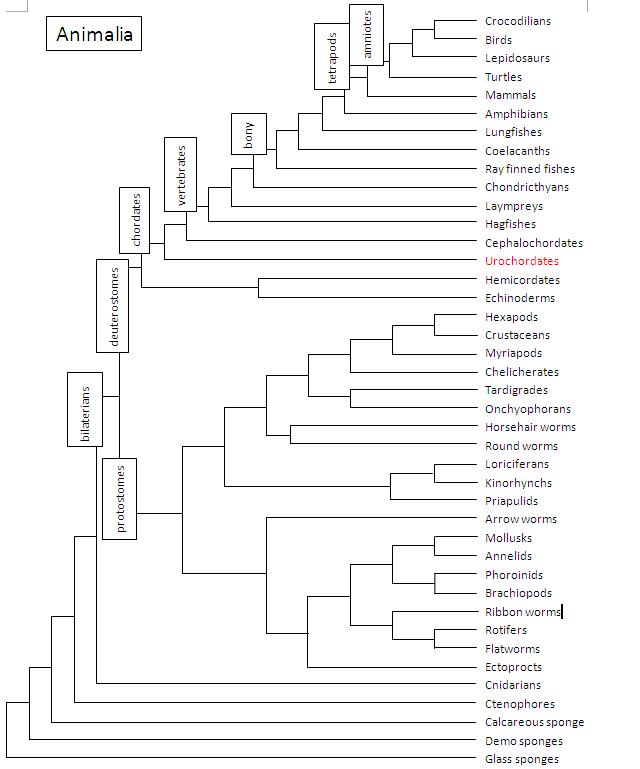 Phylogenetic tree of the Kingdom Animalia descending to phyla and subphyla
