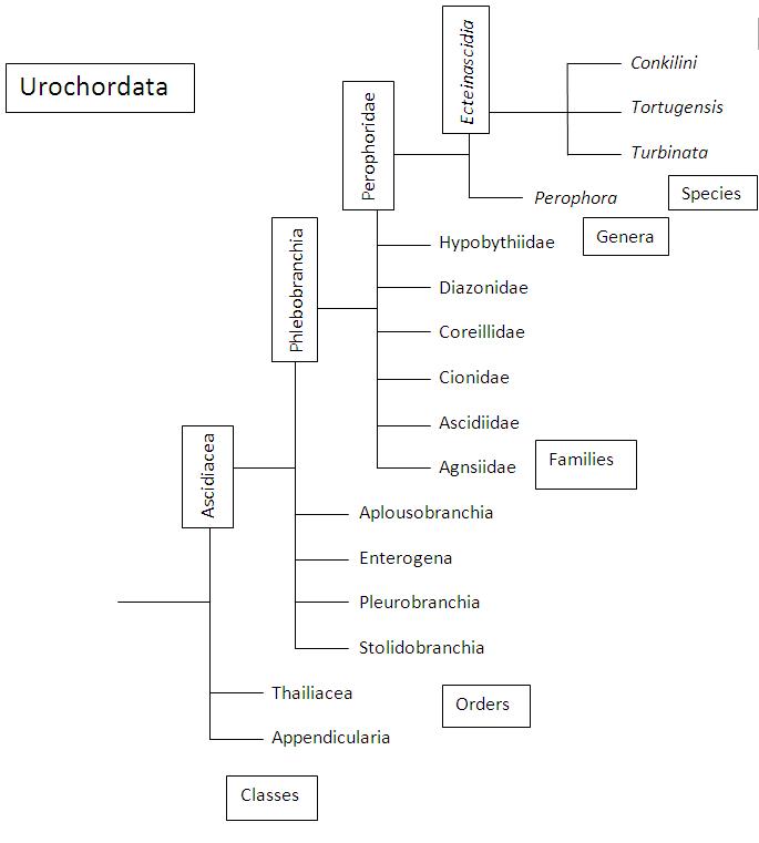 Phylogeny extending from the subphyla urochordata to the species level of the organism