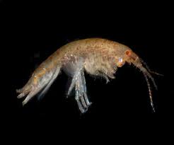 picture of an amphipod