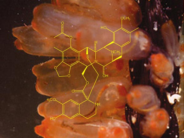 picture of tunicates along with the chemical structure of Ectienascidin-743