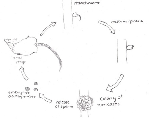 Picture of the tunicate life cycle
