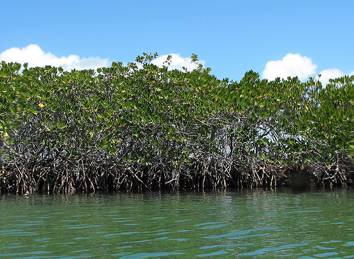 Red Mangroves:the trees that these tunicates call home