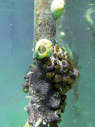 Barnacles on a root