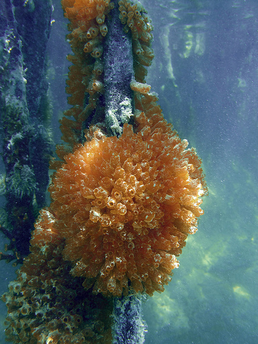 mangrove tunicates on a root