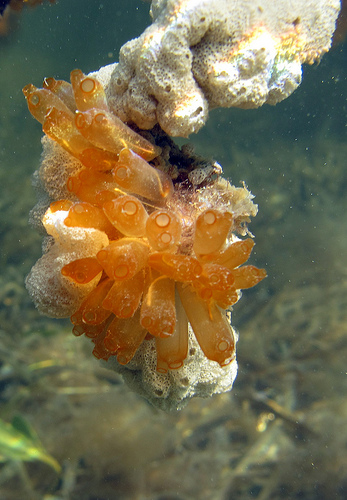 Tunicates growing with a type of compound tunicate