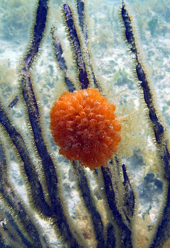 Photo of tunicates growing on coral