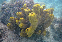 A marine sea sponge found in Aruba - credited to cwylie0