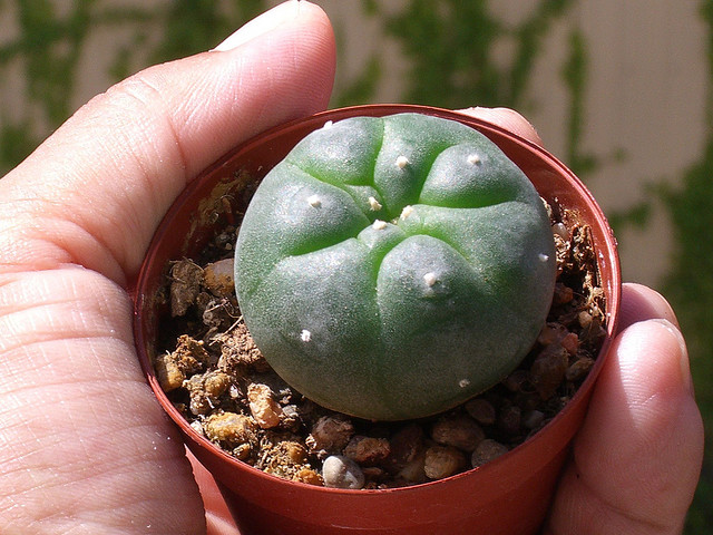 Image of peyote with permission from Hector Milla on flickr.com 