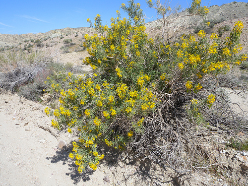 Image of creosote bush from Colette on flickr