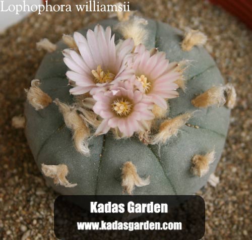 Image of flowering peyote with permission from Kada's Garden 