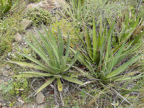 Image of Agave lechuguilla from Carlos Velazco on Flickr