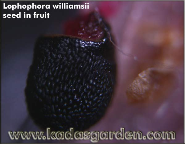 Image of Lophophora seed with permission from Kada's Garden 