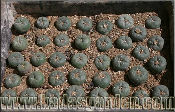 Image of peyote seedlings in cultivation with permission from Kada's Garden 