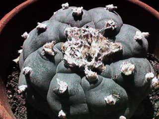 Image of peyote with approval from peyote.com