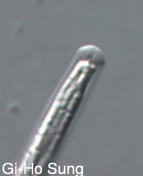 An asci in an ascomycota.  Picture taken by Gi-Ho Sung, and used with permission by Joe Spatafora. 