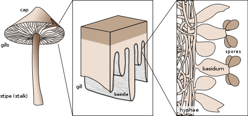 Diagram of the general structure of basidia in gilled mushrooms