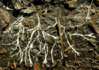 Hyphae spread and grow through a decaying log
