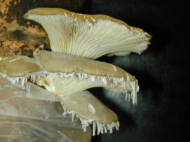 Spores hang in clumps from a sporulating Oyster Mushroom
