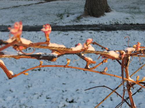 Frozen Spring Buds