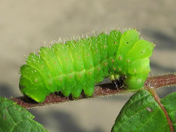 5th instar Actias luna caterpillar