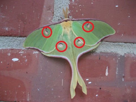 Actias luna circled eyespots