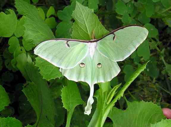 adult luna moth