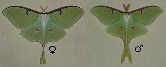 male vs. female antennae
